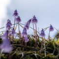 Gewöhnliches Alpenglöckchen (alpine snowbell) Gewöhnliches Alpenglöckchen (alpine snowbell)