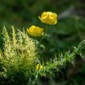 Alpen-Kratzdistel (spiniest thistle) with Trollblume (globeflower)