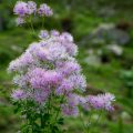 Akeleiblättrige Wiesenraute (Thalictrum aquilegiifolium)