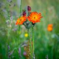 Orangerotes Habichtskraut (orange hawk bit) Orangerotes Habichtskraut (orange hawk bit)