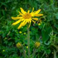 Echte Arnika (mountain arnica) Echte Arnika (mountain arnica)