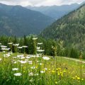 Flower meadow