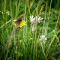 Gelbäugiger Mohrenfalter (Erebia)