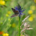 Brauner Feuerfalter (sooty copper)