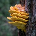 Schwefelporling (crab-of-the-woods)