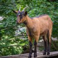 Goat Goat