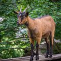 Goat Goat