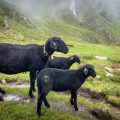 Black sheep